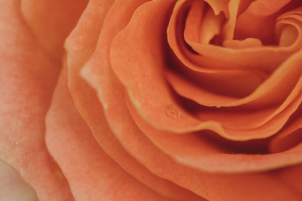 a beautiful bud of a garden rose photographed close-up - garden decoration stock pictures, royalty-free photos & images