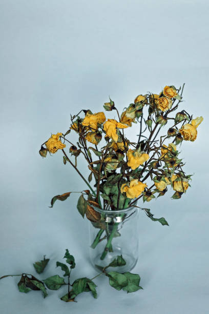 a bouquet of wilted yellow roses in a jar. - home decoration stock pictures, royalty-free photos & images