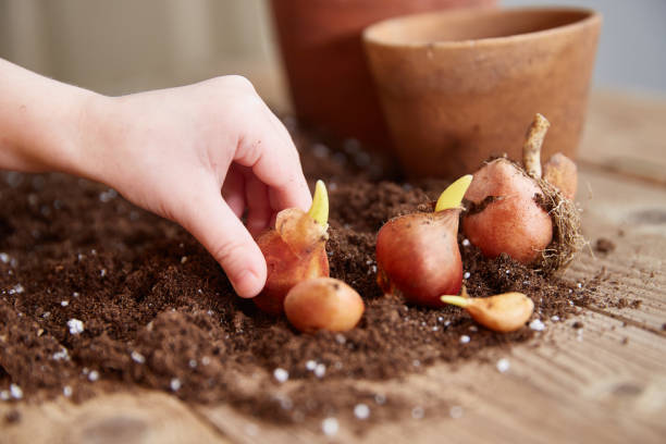 a child's hand takes a tulip bulb. spring time - garden decoration stockfoto's en -beelden