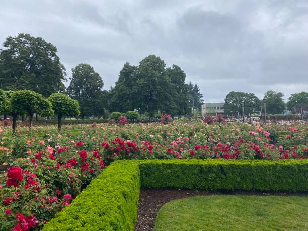 a corner of a manicured bush and rose garden - garden decoration stock pictures, royalty-free photos & images