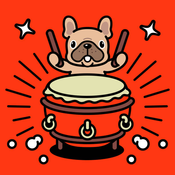 a cute french bulldog is playing the traditional chinese drum, or chinese bass drum - concert stock illustrations