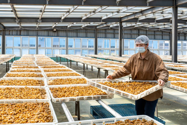 a female worker works in the sun drying room of a food processing factory - food stock pictures, royalty-free photos & images