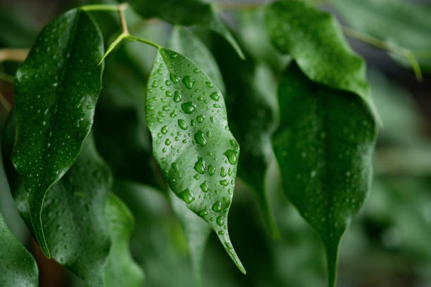 a ficus houseplant, wet from the rain. drops of water or dew on the green leaves of the flower. the concept of gardening, floristry. hydration and care of home plants in pots. spraying with a spray gun, cleaning from dust. th