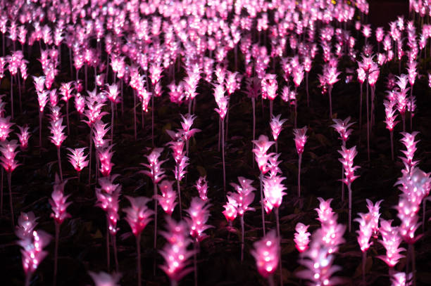 a field of pink flowers with lights on them - garden decoration stock pictures, royalty-free photos & images