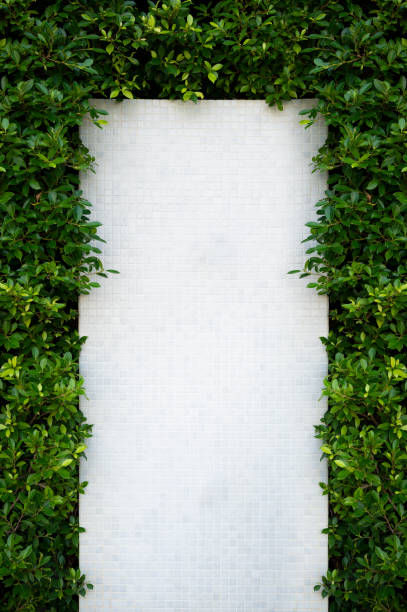 a frame of white space surrounded by green leaves - garden decoration stock-fotos und bilder