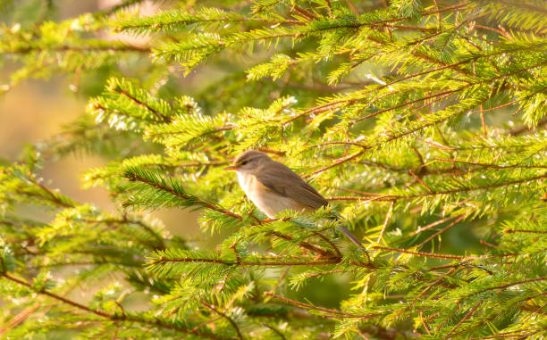 a golden light is hitting the little bird in the tree - garden decoration stock pictures, royalty-free photos & images