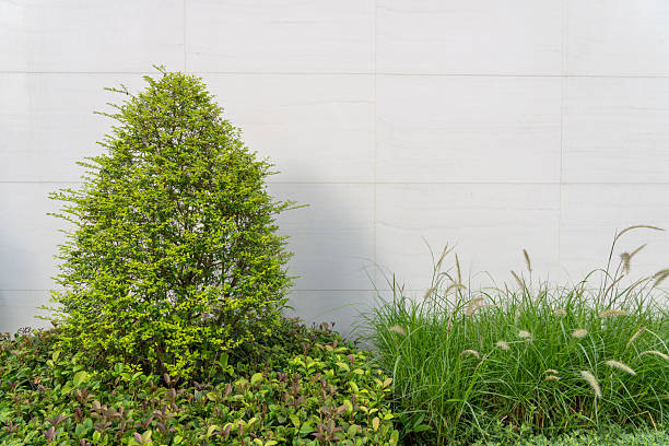 a green shrub against the white walls - garden decoration stock pictures, royalty-free photos & images