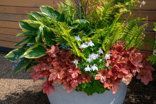 a large planter with mixed perennial foliage plants - garden decoration stock pictures, royalty-free photos & images