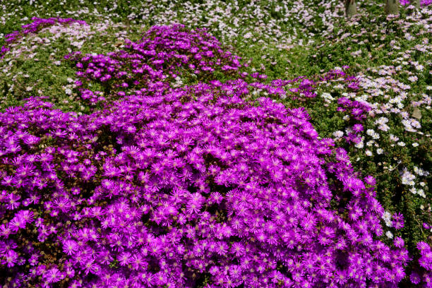 a mantle of delosperma cooperi in spring - garden decoration stock pictures, royalty-free photos & images