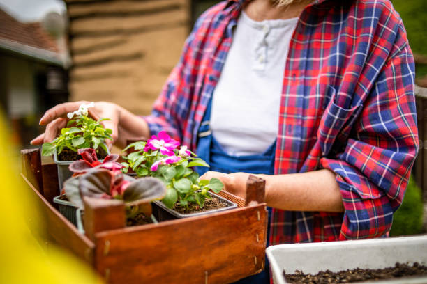 a mature woman plants flowers in her yard. - garden decoration stock pictures, royalty-free photos & images