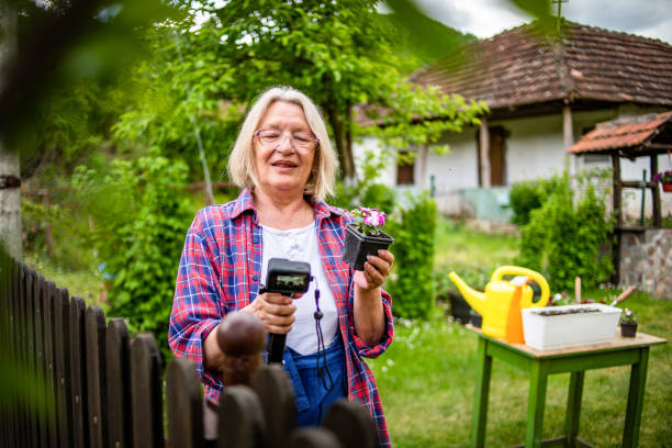a mature woman plants flowers in her yard. a mature woman plants candles in her yard, uses the beautiful spring weather to decorate her garden around the house. - garden decoration stock pictures, royalty-free photos & images