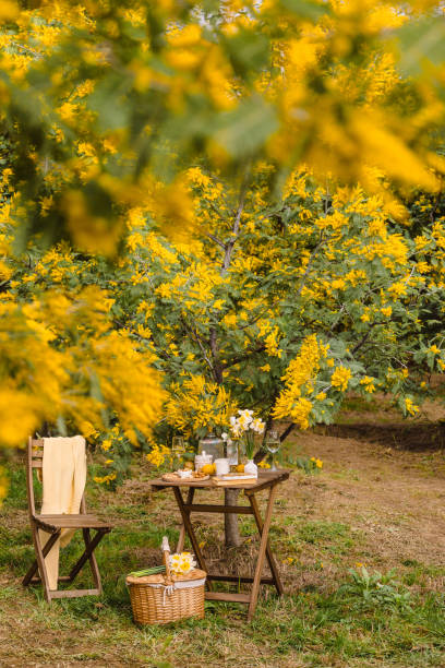 a picnic table stands in the park under a blooming yellow acacia - garden decoration stock pictures, royalty-free photos & images