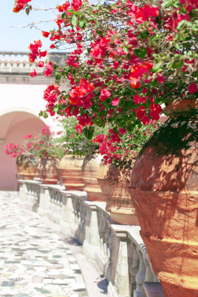 a row of large terracotta pots filled with vibrant red flowers in a sunny mediterranean garden. - garden decoration stock pictures, royalty-free photos & images