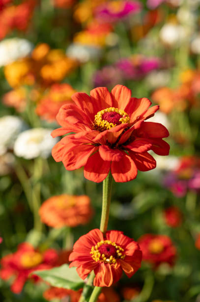 a single orange zinnia flower blooms in a field of color - garden decoration stock pictures, royalty-free photos & images