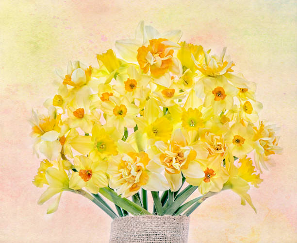 a still-life image of a beautiful spring bouquet of yellow daffodils - narcissus - garden decoration stock pictures, royalty-free photos & images