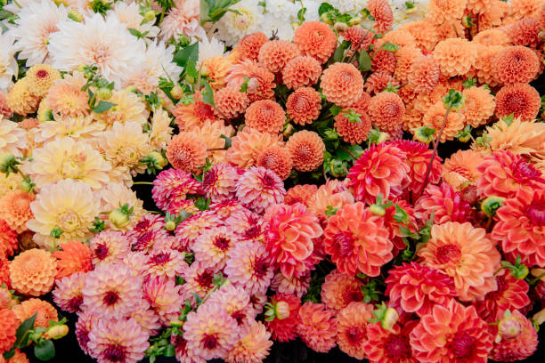 a vibrant display of assorted dahlias in full bloom with a mix of orange, pink, and white colors - garden decoration stock pictures, royalty-free photos & images