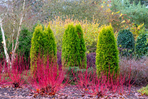 a winter garden planting of thuja occidentalis evergreen trees with cornus alba 'westonbirt', dogwood red stems - garden decoration stock pictures, royalty-free photos & images