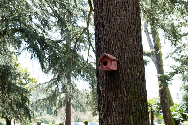 a wooden house made of old boards for a squirrel or bird on a tree trunk in a forest or park. animal care, environmental protection. birdhouse for nest formation. environmental protection. - garden decoration stock pictures,