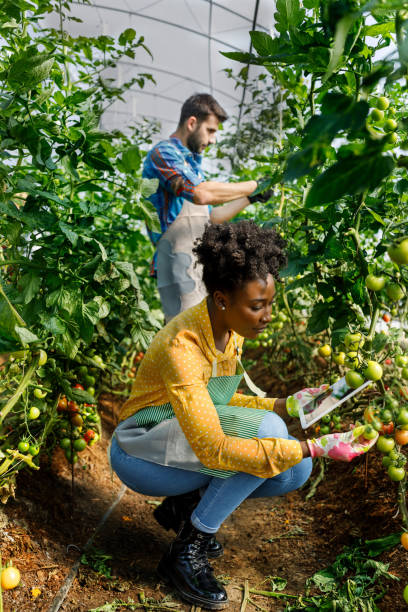 a young man and a female african coworker with a laptop are analyzing tomatoes from a vegetable garden. - food stock pictures, royalty-free photos & images