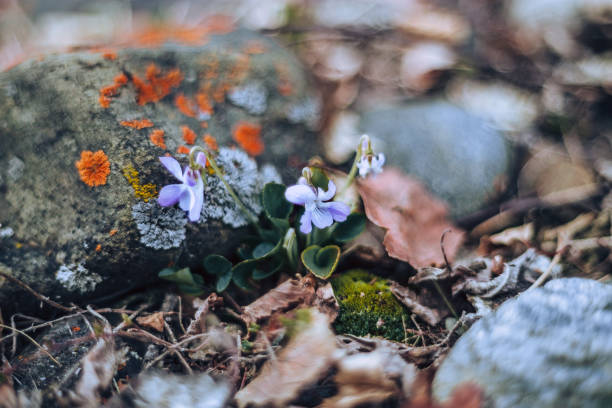 abstract macro purple petal pansies flower, forest viola on on the rock stones background - garden decoration stock pictures, royalty-free photos & images