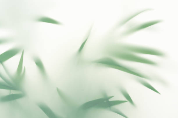 abstract silhouette shadow white background of natural leaves palm tree branch falling on wall. transparent blurry shadow of tropical leaves morning sun light. - fashion stock pictures, royalty-free photos & images