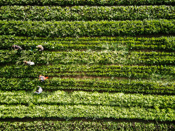 aerial shot of farmers harvesting organic kale in farm field on fall morning - food photos et images de collection