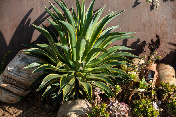 agave plant - garden decoration stock pictures, royalty-free photos & images