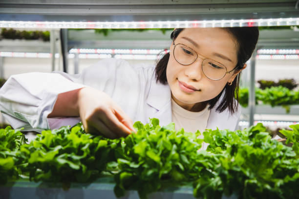 agricultural researchers monitoring vegetables in a hydroponic greenhouse - food stock pictures, royalty-free photos & images
