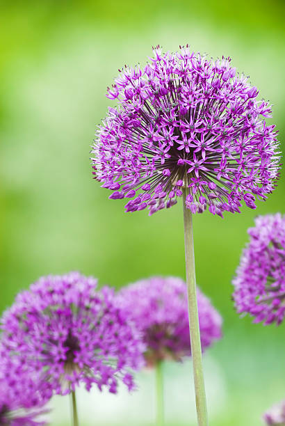allium flower - iv - garden decoration stock pictures, royalty-free photos & images