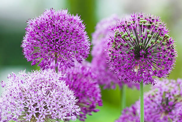 allium flower - vii - garden decoration stock pictures, royalty-free photos & images