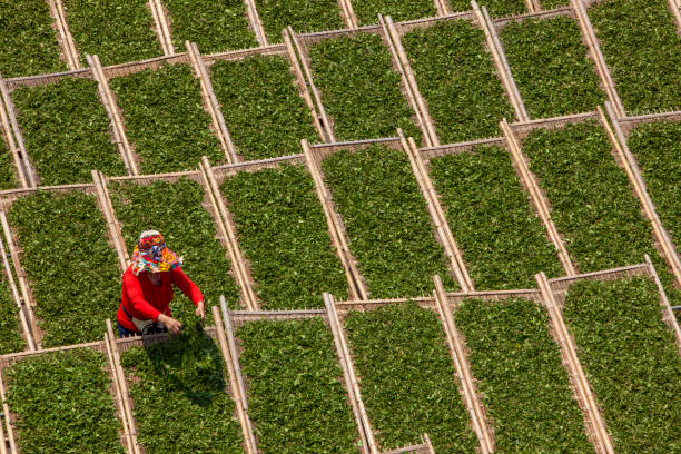 an asian female worker is drying tea leaves in a tea factory - garden decoration stock pictures, royalty-free photos & images