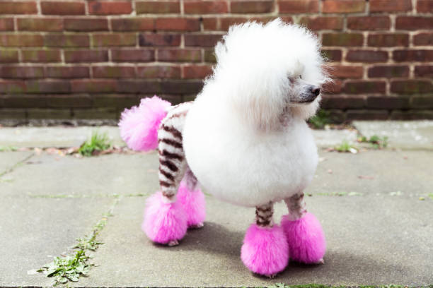 animal portrait of groomed dog with dyed shaved fur, looking away - hairstyle fotografías e imágenes de stock