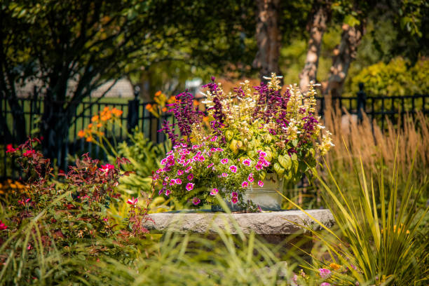 annuals growing in a tin container outdoors backyard - garden decoration stock pictures, royalty-free photos & images