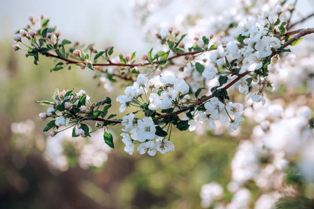 apple tree floral blossom. bright spring background. spring white apple fruit flowers. - garden decoration stock pictures, royalty-free photos & images