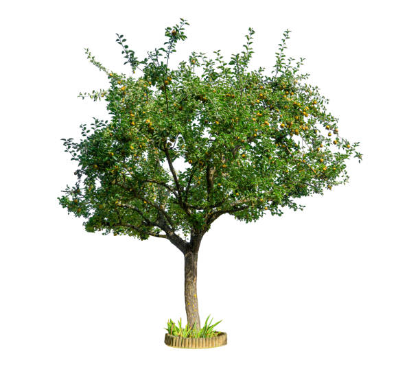 apple tree on a white background. - garden decoration stock pictures, royalty-free photos & images