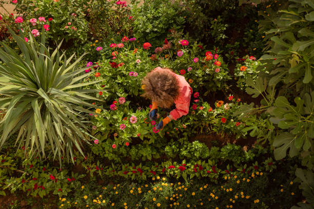 arrosage des fleurs dans le jardin - garden decoration photos et images de collection