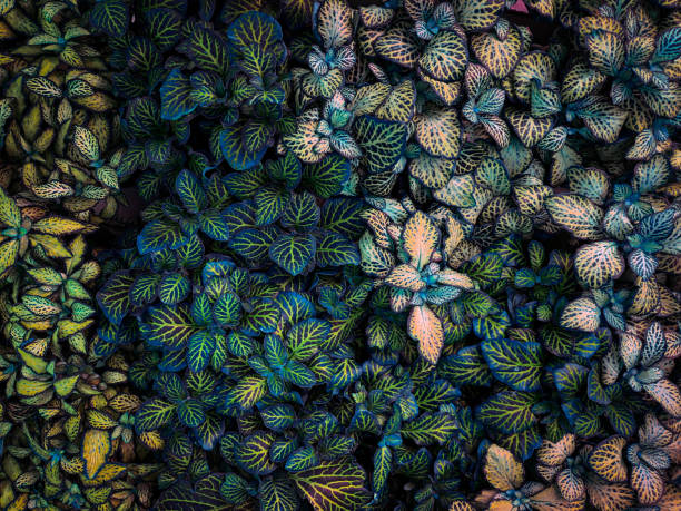 artificial abstract green and purple tropical leaves. - garden decoration stock pictures, royalty-free photos & images