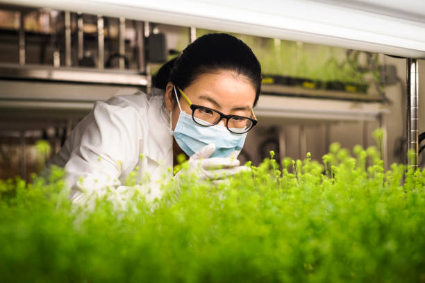 asian scientist examining plants in laboratory - food photos et images de collection