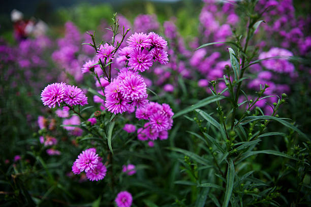 aster amellus in sunlight - garden decoration stock pictures, royalty-free photos & images