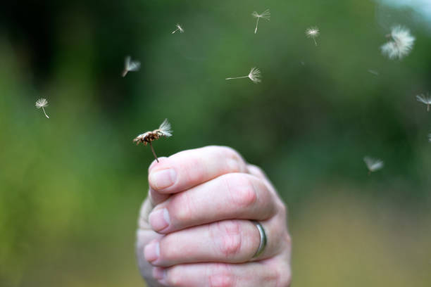 aster plant - garden decoration stock pictures, royalty-free photos & images