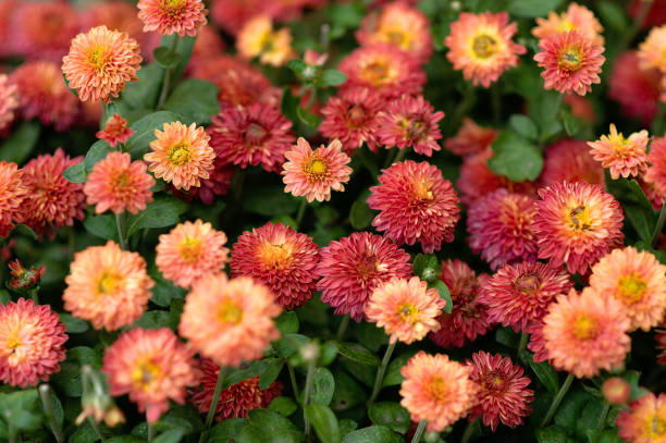 autumn flowers taken from above, texture for the design background, vertical photo. - garden decoration stock pictures, royalty-free photos & images