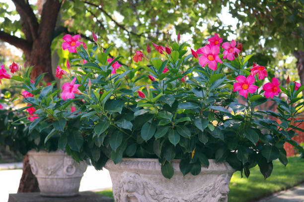 autumnal wonder garden - dipladenia - garden decoration stock pictures, royalty-free photos & images