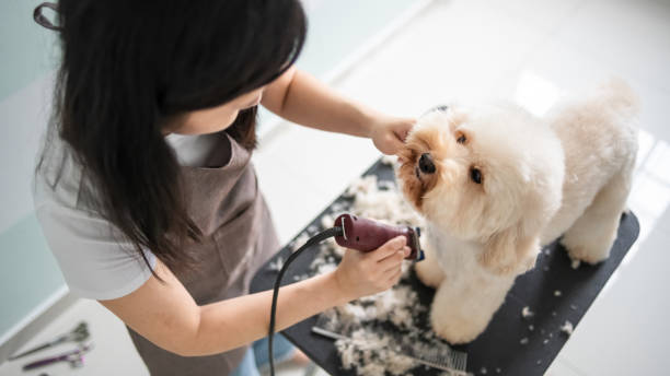 aziatische chinese vrouwelijke huisdier trimmer met schort een bruine kleur toy poedel hond verzorgen - hairstyle stockfoto's en -beelden