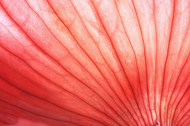 back lit red onion skin showing lines and natural patterns - monochrome backgrounds - food stock pictures, royalty-free photos & images