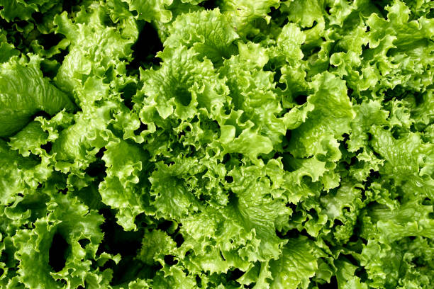 background of green lettuce leaves. top view - garden decoration stock pictures, royalty-free photos & images