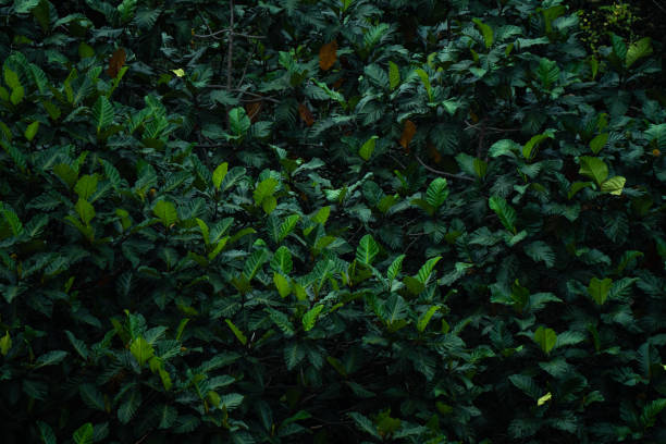 background with natural lush foliages of leaf and green leaves pattern - garden decoration stock pictures, royalty-free photos & images
