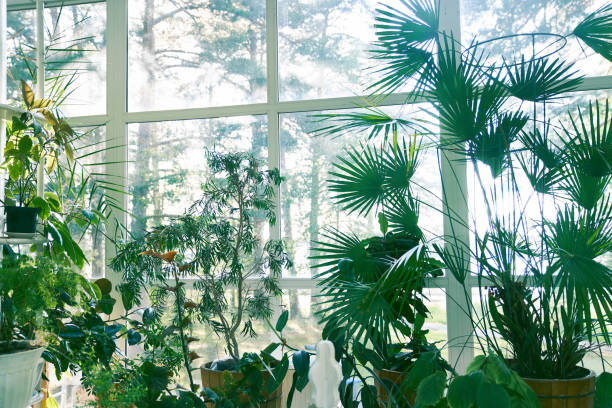 background with tropical plants in the interior. favourite hobby, growing house plants, big trees and small flowers in pots on the floor. - garden decoration stock pictures, royalty-free photos & images