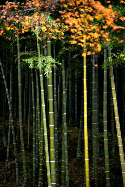 bamboo forest and maple leaves in autumn, kyoto, japan - garden decoration stock pictures, royalty-free photos & images