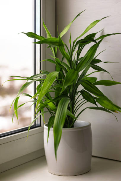 bamboo plant dracaena sanderiana in white flower pot on room window sill on blurred city natural background - garden decoration stock pictures, royalty-free photos & images