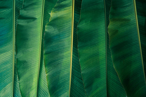 banana leaves are green nature. - home decoration stock pictures, royalty-free photos & images